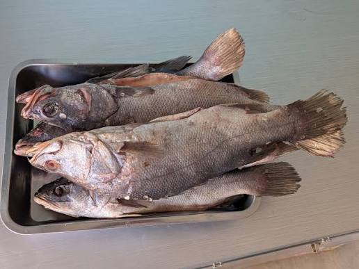 FISHES ARE AVAILABLE AT CANTEEN 