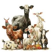 Farm Animals