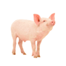 Pigs