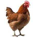Chickens