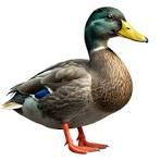 Ducks
