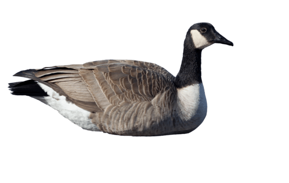 Geese
