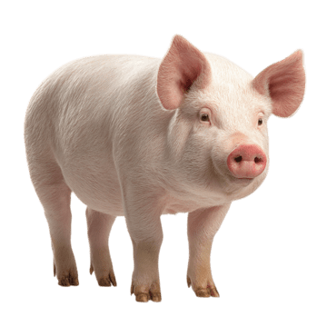 Pigs